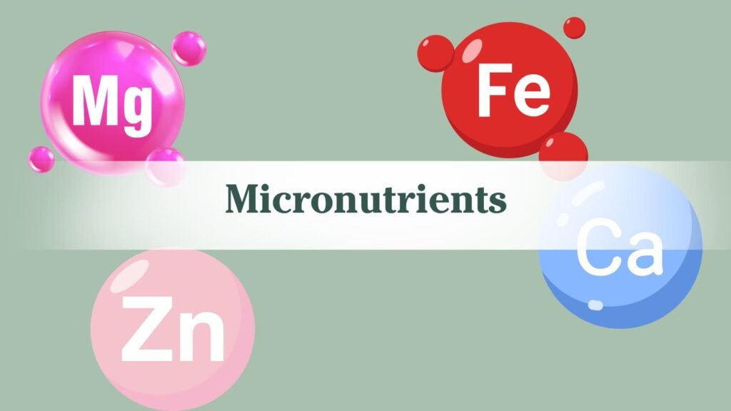 Micronutrients with a bubbles Mg, Fe, Zn, and Ca for the chemical abbreviations of magnesium, iron, zinc, and calcium